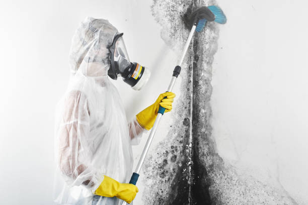 Best Industrial Mold Remediation  in Malverne, NY